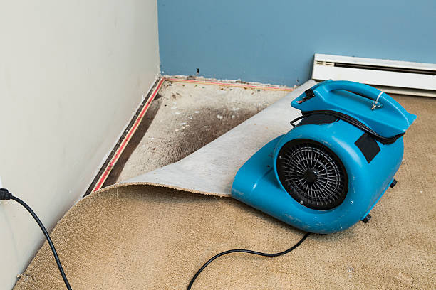 Best Basement water damage restoration  in Round Lake, IL